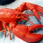 Lobster[1]